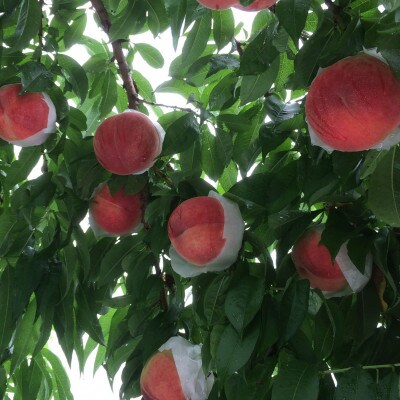 やみつきリピーター続出!桃通が好む本場の味『硬甘桃』約2kg8月下旬より発送【配送不可地域：離島・北海道・沖縄県・中国・四国・九州】