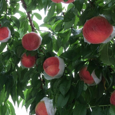 やみつきリピーター続出!桃通が好む本場山梨の味『硬甘桃』約2kg8月上旬より発送【配送不可地域：離島・北海道・沖縄県・中国・四国・九州】