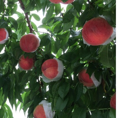 やみつきリピーター続出!桃通が好む本場山梨の味『硬甘桃』7月下旬より発送【配送不可地域：離島・北海道・沖縄県・中国・四国・九州】