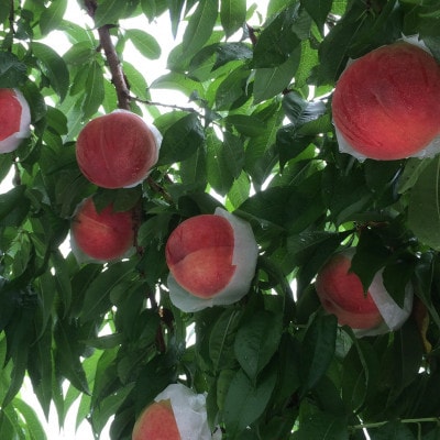 【やみつきリピーター続出】桃通が好む本場山梨の味『硬甘桃』2026年7月中旬より順次発送【配送不可地域：離島・北海道・沖縄県・中国・四国・九州】