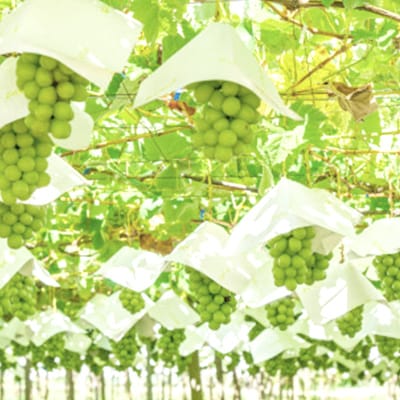 【2026年先行受付】【訳あり】山梨市産シャインマスカット1kg以上(2～3房)【配送不可地域：離島】