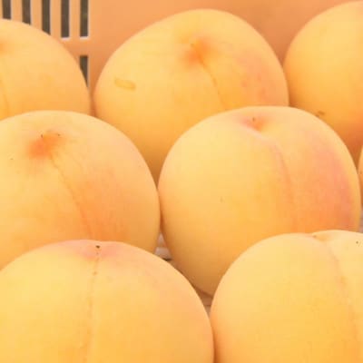 【2026年先行予約】山梨市産　黄金桃　約2kg(5～8玉)【配送不可地域：離島】