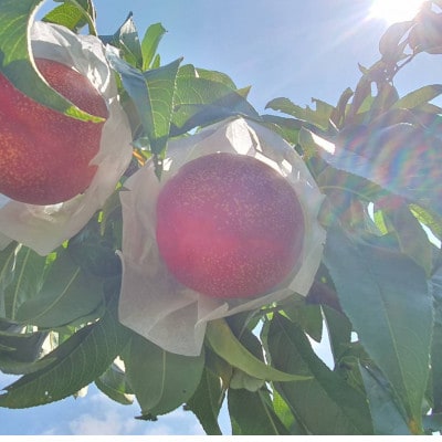 《高糖度ばくだんネクタリン黎明》桃グランプリ日本一受賞＆5年連続TV出演で話題2026年7月中旬発送【配送不可地域：離島・北海道・沖縄県・中国・四国・九州】