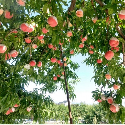 【市場にほぼ出回らない浅間白桃】人気品種指定ギフト5年連続TV出演話題ブランド2026年7月中旬発送【配送不可地域：離島・北海道・沖縄県・中国・四国・九州】