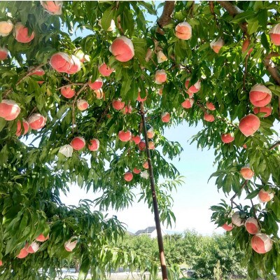 《市場に出回らないレアな西野白桃》人気品種指定ギフト5年連続TV出演話題ブランド2026年7月中旬発【配送不可地域：離島・北海道・沖縄県・中国・四国・九州】