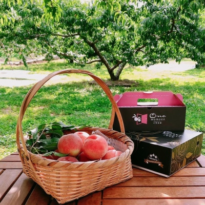 【王道硬めのエース川中島白桃】桃グランプリ銅賞＆5年連続TV出演話題ブランド2026年8月上旬発送【配送不可地域：離島・北海道・沖縄県・中国・四国・九州】