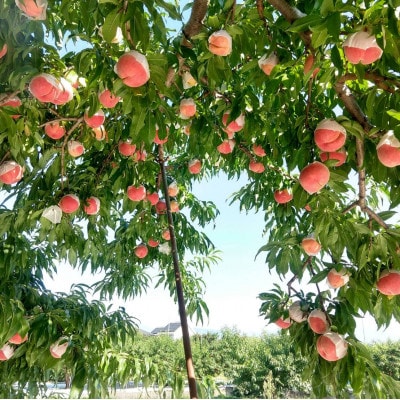 《もっちりカリカリ不思議な幸茜》人気品種指定ギフト5年連続TV出演話題ブランド2026年8月中旬発送【配送不可地域：離島・北海道・沖縄県・中国・四国・九州】