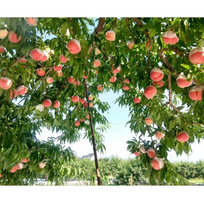 【瑞々しく滴る次世代を担う夢桃香】人気品種指定ギフト5年連続TV出演話題ブランド2026年7月上旬～【配送不可地域：離島・北海道・沖縄県・中国・四国・九州】