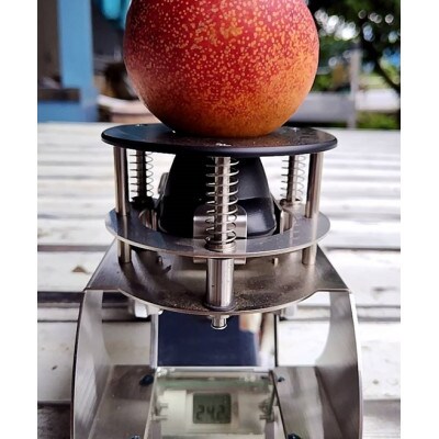 【お中元に贈る方続出】邪気を払う神聖な果物比類なき絶対糖度シャトーネクタリン2026年7月上旬発送【配送不可地域：離島・北海道・沖縄県・中国・四国・九州】