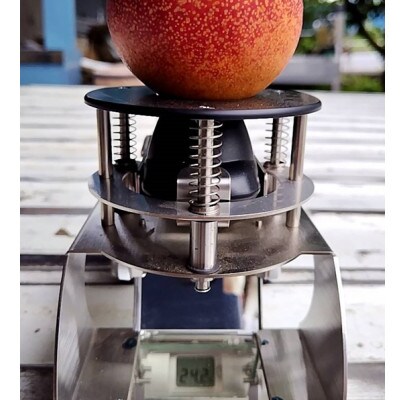 【大切な方に選ばれる贈り物】最高糖度25度比類なき絶対糖度シャトーネクタリン2026年7月中旬発送【配送不可地域：離島・北海道・沖縄県・中国・四国・九州】