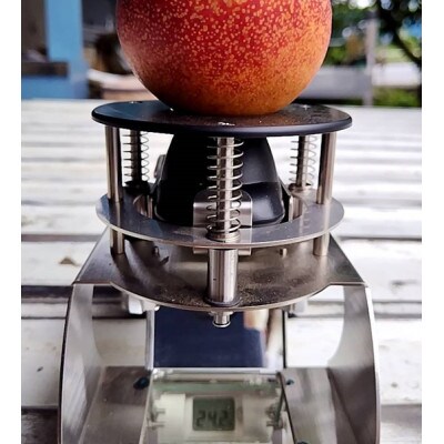 【周りに差をつける贈り物】最高糖度25度比類なき絶対糖度シャトーネクタリン2026年8月中旬より発送【配送不可地域：離島・北海道・沖縄県・中国・四国・九州】