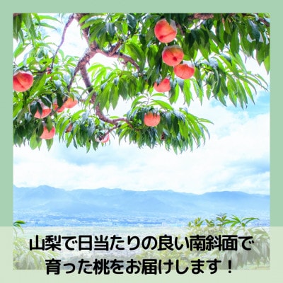 【2026年先行予約】山梨・萩原フルーツ農園の白桃　S (約1.3kg/3～5個)【配送不可地域：離島】