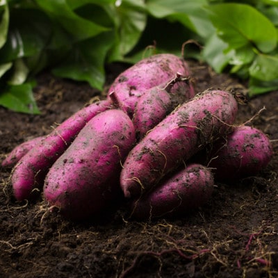 【最高糖度50度】贅を極めた100日熟成ギリギリまで糖化シャトーブリアン焼き芋2026年1月上旬発送【配送不可地域：離島】