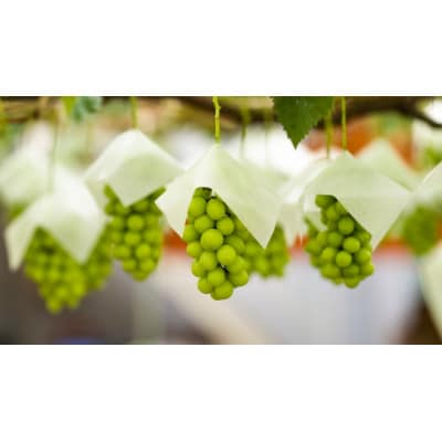 【2026年先行受付】大人気!シャインマスカット秀 1kg(2房)【配送不可地域：離島】