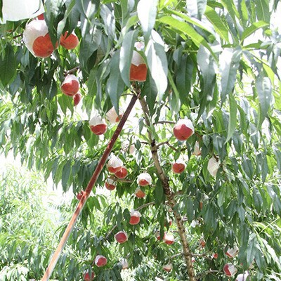 【ふるさと納税】2026年先行予約 山梨県山梨市産 桃 約2kg(5～8玉)【配送不可地域：離島】