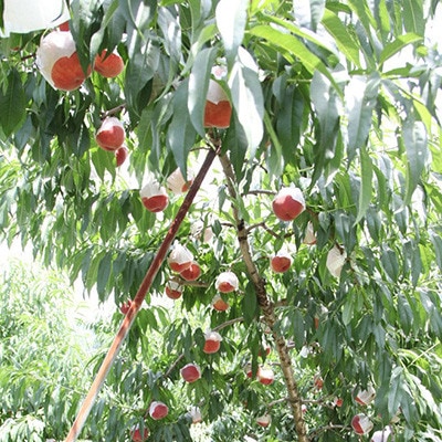 【ふるさと納税】2026年先行予約 山梨県山梨市産 桃 約3kg(8～12玉)【配送不可地域：離島】