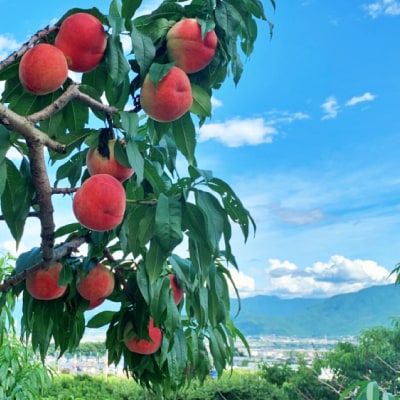 【2026年発送先行受付】山梨県山梨市産　旬の採れたて高糖度桃　約5kg(13～20玉)【配送不可地域：離島・沖縄県】