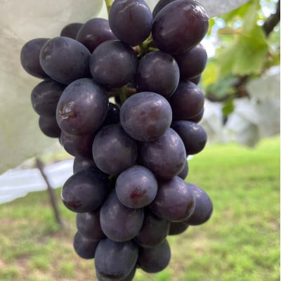 【甲州戦国高級ブランド葡萄】圧倒的人気トップ7食べ比べガチャセット約1kg2種　2026年予約【配送不可地域：離島】