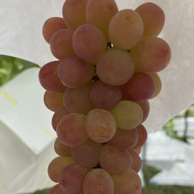 【甲州戦国高級ブランド葡萄】圧倒的人気トップ7食べ比べガチャランダムセット約2kg　2026年予約【配送不可地域：離島】