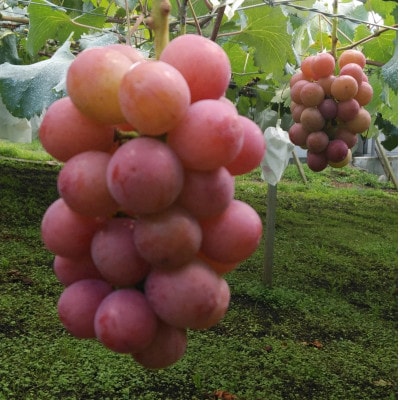 【2026年先行受付】希少 食べ比べ「牧丘天空の丘シャインマスカット+クインニーナ」約1kg【配送不可地域：離島】