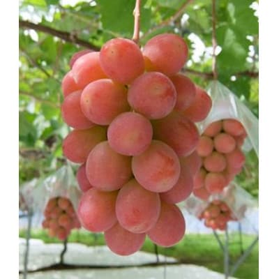 【山梨市牧丘】サンシャインレッド『甲斐ベリー7』体験型ぶどう苗木オーナー権利【1年間】