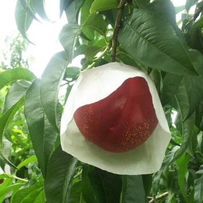 【今しか食べられない初物マンゴーネクタリン】脳内に直接響く圧倒的糖度 6月下旬より順次発送 約1kg【配送不可地域：離島・北海道・沖縄県・中国・四国・九州】