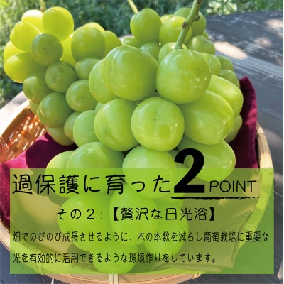 《2026年発送　先行受付》朝もぎ直送!!過保護に育った葡萄『おまかせ3種』3～6房(約2kg)【配送不可地域：離島】