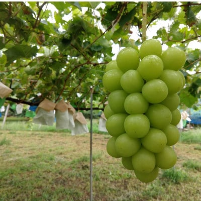 【海外ミシュラン御用達】先着100箱限定『樹上完熟シャインマスカット』5年連続メディア出演小野桃園【配送不可地域：離島】