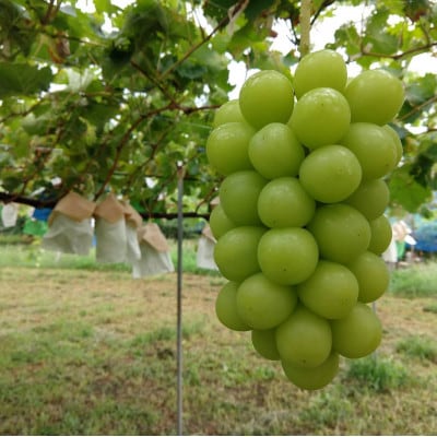 【先着100箱限定】ギリギリまで完熟させた市場に出回らない『樹上完熟シャインマスカット』約2kg【配送不可地域：離島】