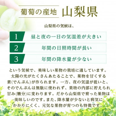 2026年発送　シャインマスカット1房(約500g)【配送不可地域：離島・沖縄県】