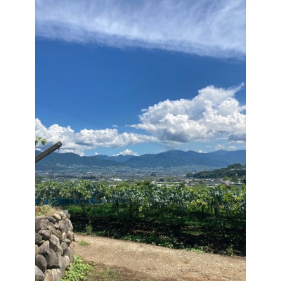 【2026年先行受付】巨峰2～3房(約1.5kg)【配送不可地域：離島】