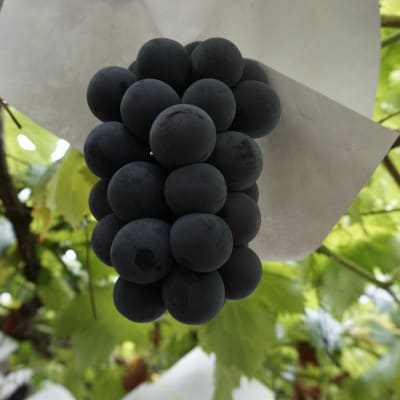 【2026年先行】数量限定ぶどう三色セット(クインニーナ、シャインマスカット、ピオーネ)2kg【配送不可地域：離島】