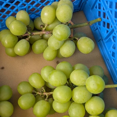 【2026年先行受付】訳あり!生産者直送シャインマスカット 計1kg【味には妥協なし!】【配送不可地域：離島】