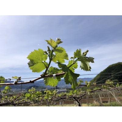 【2026年先行受付】やみつきシャインマスカット 3kg(4～7房)【配送不可地域：離島】