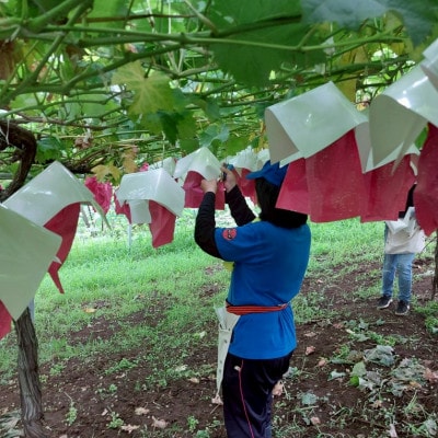 【2026年発送】サンシャインレッド＆シャインマスカット 贅沢2色食べ比べ 計1kg 【農福連携】【配送不可地域：離島】