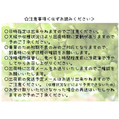 【2026年発送 先行受付】山梨県山梨市産 朝採れ シャインマスカット 2.5kg (3～6房)【配送不可地域：離島・沖縄県】