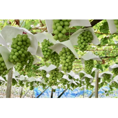 【2026年先行受付】大人気! シャインマスカット秀 2kg(3～5房)【配送不可地域：離島】