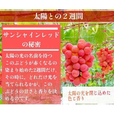 【2026年先行予約】サンシャインレッドとシャインマスカット　美味しい訳あり計1kg詰め合わせ【配送不可地域：離島】