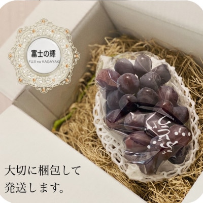 【2026年先行予約】富士の輝 計500g 1房 山梨県産【配送不可地域：離島】