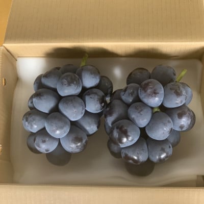 【2026年発送　先行受付】山梨直送!!種なし巨峰2～3房(1.2kg以上)【配送不可地域：離島・沖縄県】