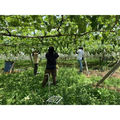 【2026年発送　先行受付】山梨直送!!シャインマスカット 2～3房(1.2kg以上)【配送不可地域：離島・沖縄県】