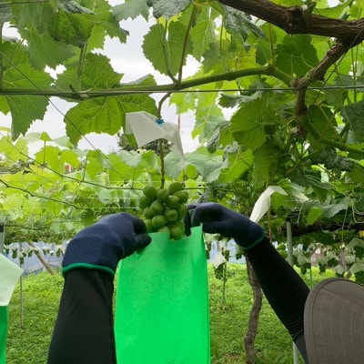 【2026年発送】【訳あり】山梨市産シャインマスカットつぶつぶ 1kg【配送不可地域：離島・沖縄県】