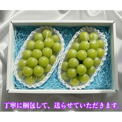【2026年先行予約】小さな農家の丁寧シャインマスカット計1kg2房入り【配送不可地域：離島】
