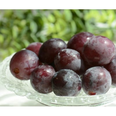 【2026年先行受付】訳あり カット シャインマスカット カット 巨峰 計1kg【配送不可地域：離島・沖縄県】