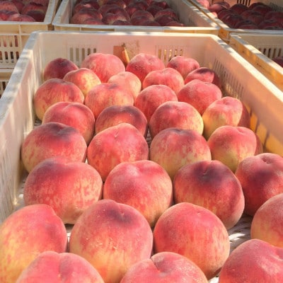 【果汁が弾ける初夏の宝石 日川白鳳】本場山梨品種指定キャンペーン1kg　6月中旬より順次発送【配送不可地域：離島・北海道・沖縄県・中国・四国・九州】