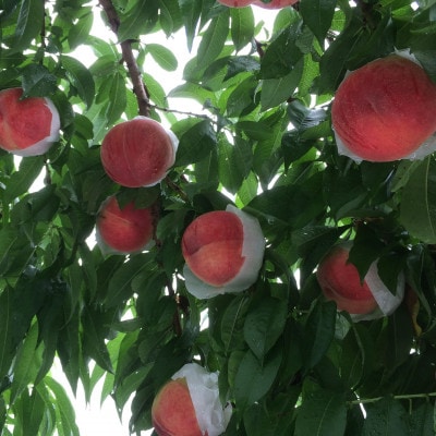 【むっちり高糖度夏の甘味王　嶺鳳】本場山梨の品種指定約2kg　7月上旬より順次発送【配送不可地域：離島・北海道・沖縄県・中国・四国・九州】