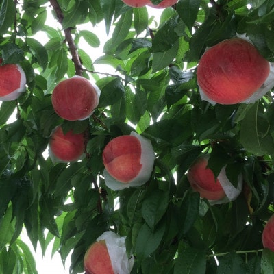 【桜色に輝く高糖度 さくら白桃】本場山梨の品種指定約2kg　8月中旬より順次発送【配送不可地域：離島・北海道・沖縄県・中国・四国・九州】