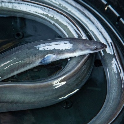 【訳あり】山梨県産富士山脈の地下水うなぎの蒲焼(1尾・約130g以上+100g肝焼きセット)【配送不可地域：離島】