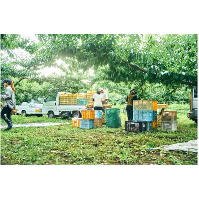 先行受付!【2026年7月発送開始】桃の産地山梨からお届け　ピーチ専科ヤマシタの桃　3kg【配送不可地域：離島】