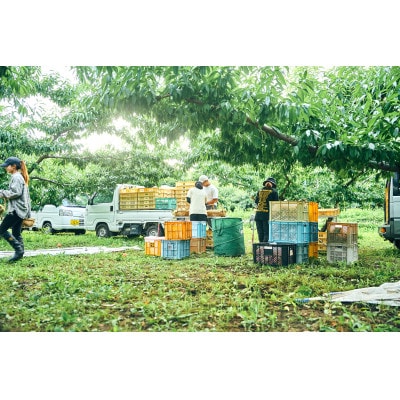 先行受付!【2026年7月発送開始】桃の産地山梨からお届け　ピーチ専科ヤマシタの桃　1kg【配送不可地域：離島】